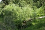 Lemmon's Willows along Peterson Creek