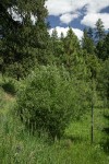 Onecolor Willow w/ Ponderosa Pines bkgnd