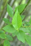 Onecolor Willow foliage