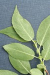 Onecolor Willow foliage (underside) & stipules detail