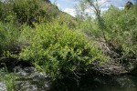 Onecolor Willow at edge of Bridge Creek