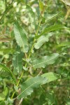 Onecolor Willow foliage & stipules