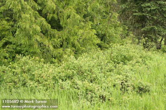 Salix planifolia; Thuja plicata; Vaccinium uliginosum