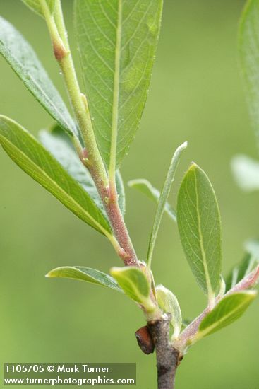 Salix pedicellaris