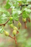 Fuchsia-flowered Gooseberry immature fruit & foliage