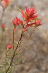 Linear-leafed Paintbrush bracts, blossoms, & foliage