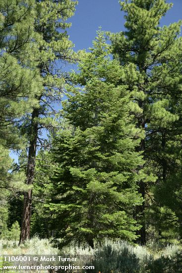 Abies concolor; Pinus ponderosa
