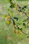 Golden Currant fruit & foliage