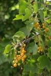 Golden Currant fruit & foliage
