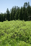Mountain Willow w/ Shasta Red Firs & Subalpine Firs bkgnd