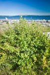 Coast Black Gooseberry bush