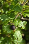 Coast Black Gooseberry fruit & foliage
