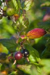 Coast Black Gooseberry fruit & foliage