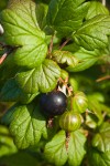 Coast Black Gooseberry fruit & foliage detail