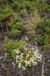 Spotted Saxifrage w/ Common Juniper foliage