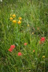 Giant Red Paintbrush & Columbia Lily among meadow grasses & sedges