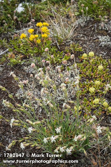 Silene parryi; Antennaria rosea; Eriogonum umbellatum; Sedum lanceolatum
