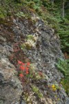 Cliff Paintbrush, Spotted Saxifrage, Lanceleaf Stonecrop on lichen-encrusted rock face