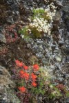 Cliff Paintbrush w/ Spotted Saxifrage soft bkgnd