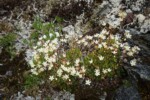 Spotted Saxifrage