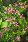 Pink Mountain-heather buds & foliage detail