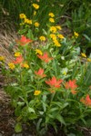Giant Red Paintbrush w/ Mountain Arnica