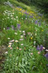 Wandering Daisies in meadow w/ Broadleaf Lupines & American Bistort