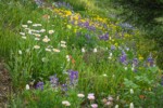 Wandering Daisies in meadow w/ Broadleaf Lupines & American Bistort