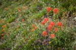 Giant Red Paintbrush, Small-flowered Penstemon in meadow