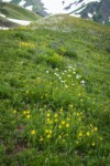 Mountain Arnica, Broadleaf Lupines, Sitka Valerian in meadow