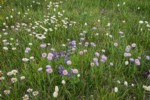 Wandering Daisies,  Broadleaf Lupines in meadow