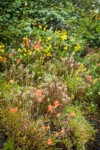 Giant Red Paintbrush, Sickletop Louseword, Mountain Arnica against Subalpine Firs