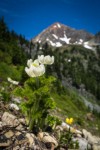 Western Pasqueflowers & Snowpatch Buttercup with Mt. Larrabee soft bkgnd