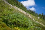 Arctic Willow, Wandering Daisies on alpine slope below Mt. Larrabee w/ krummholz Subalpine Firs on skyline