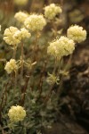 Douglas' Buckwheat blossoms detail