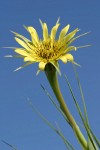 Yellow Salsify blossom against blue sky