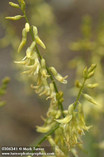 Astragalus filipes