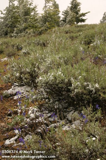 Artemisia tridentata; Delphinium nuttallii