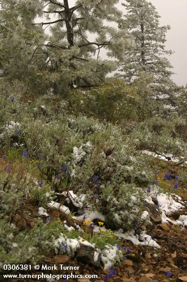 Artemisia tridentata; Eriophyllum lanatum; Delphinium nuttallii; Pinus ponderosa
