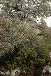 Summer snow on Big Sagebrush, Wax Currant w/ Ponderosa Pines bkgnd