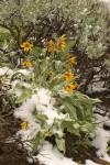 Summer snow on Arrow-leaved Balsamroot