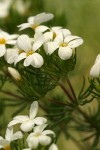 Nuttall's Linanthus blossoms & foliage detail