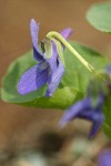 Early Blue Violet blossom detail