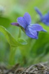 Early Blue Violet blossom detail