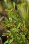 Western Snowberry blossoms & foliage