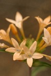 Grand Collomia blossoms detail