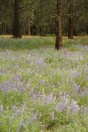 Tailcup Lupines under Ponderosa Pines