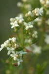 Northern Bedstraw blossoms detail