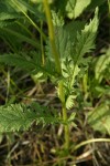 Streambank Butterweed stem leaves detail