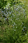 Blue Stickseed